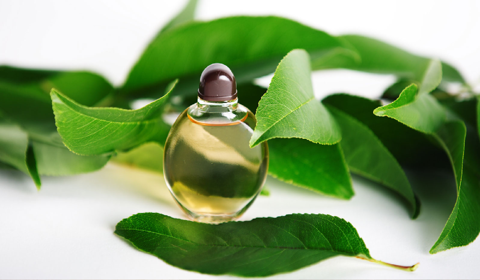 Jizan Perfumes LLC International trader of branded perfumes